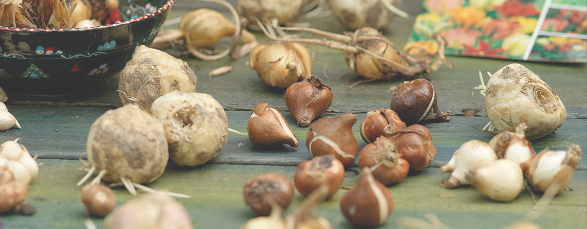 M. Thoolen Flowerbulbs